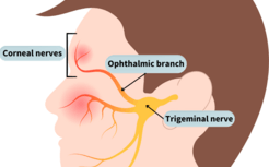 Trigeminal nerve at the ophthalmic branch to the corneal nerves