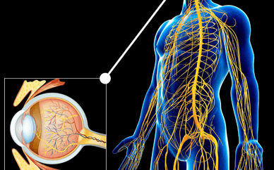 Eye and the nervous system